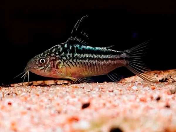 Kirysek nadobny - Corydoras elegans - Kirys - dowozimy, wysyłamy