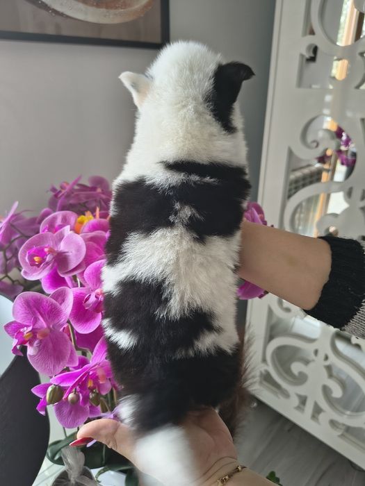 Atena łajka jakucka FCI metryka chip umowa wyprawka