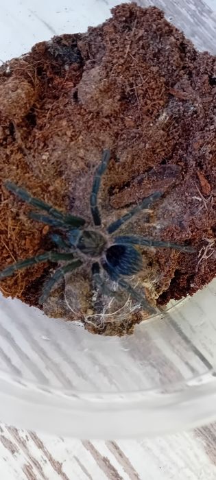 Phormictopus dominican purple l6 ok. 2,5 dc