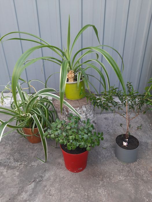 Комнатные цветы.распродажа