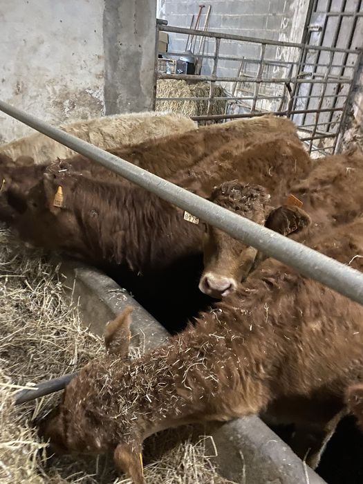 Lote de Vitelas cx de Limousines