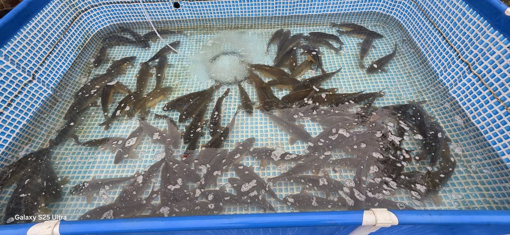 Karp na święta hodowany na zbożu