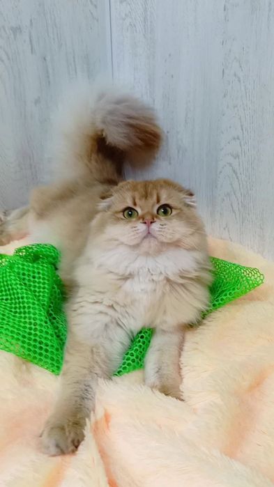 Шотландська висловуха дівчинка золота шиншила Хайленд