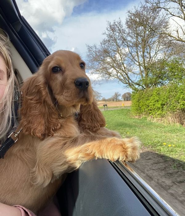 Круті цуценятка.