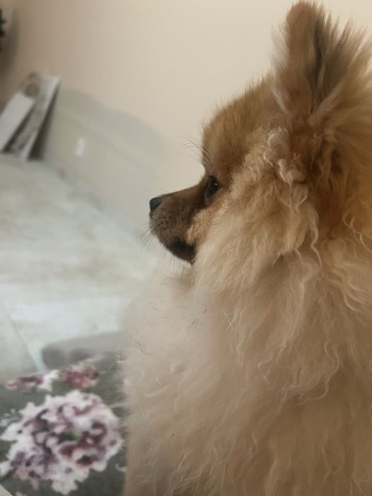 Szpic miniaturowy Misiu Samiec Pomeranian Boo
