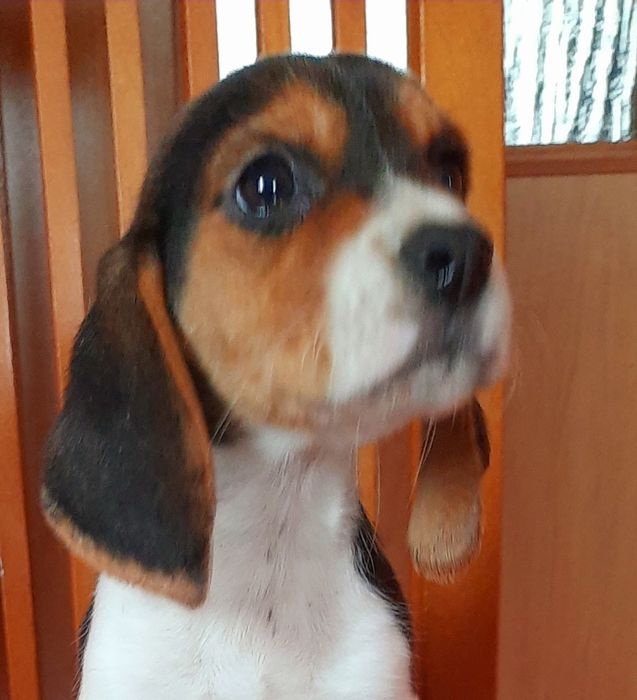 Beagle sunia z  legalnej hodowli