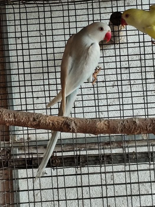 Várias espécies de Psitacideos