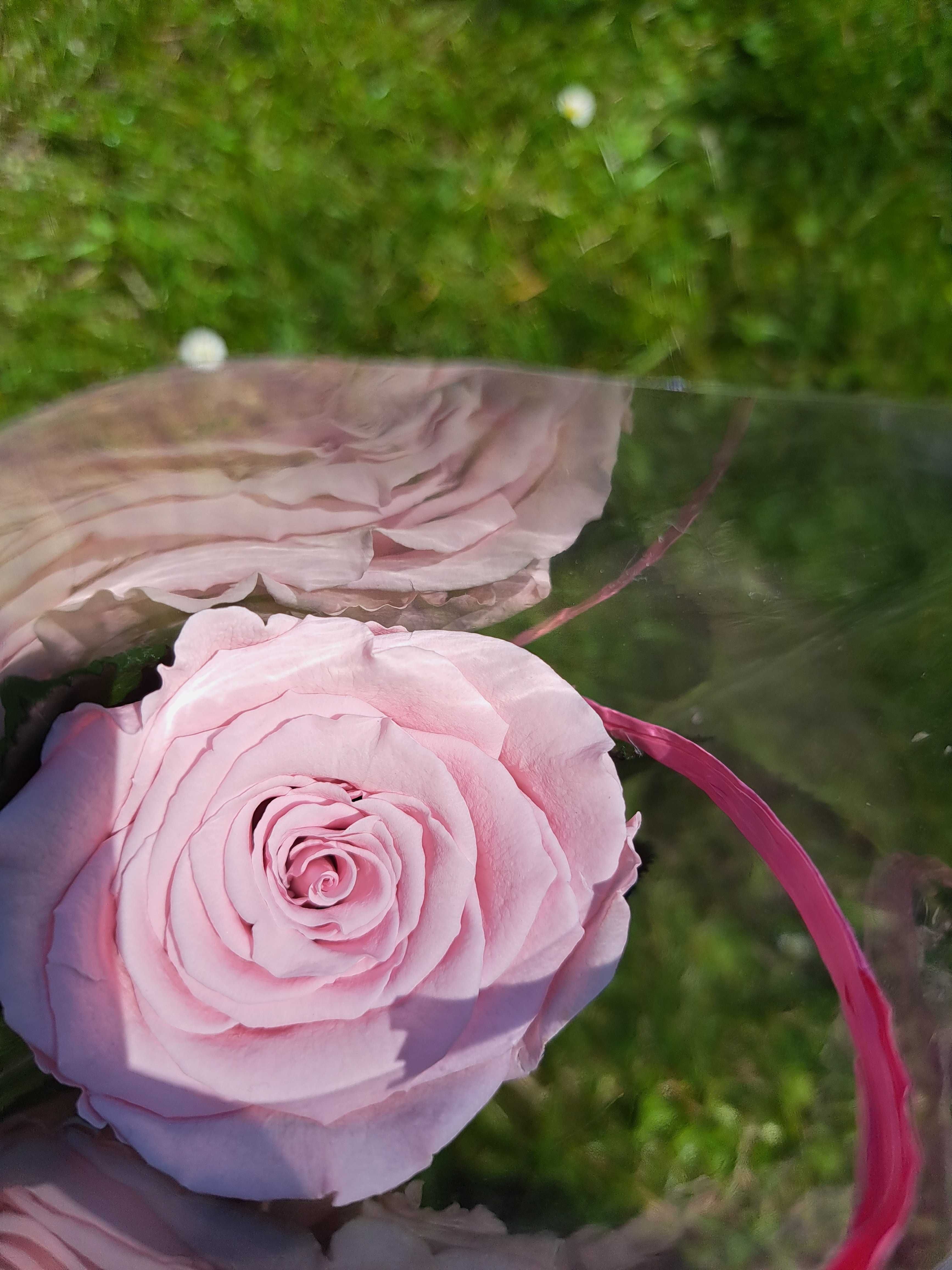 Wieczna róża kwiat stabilizowany prezent dzień mamy