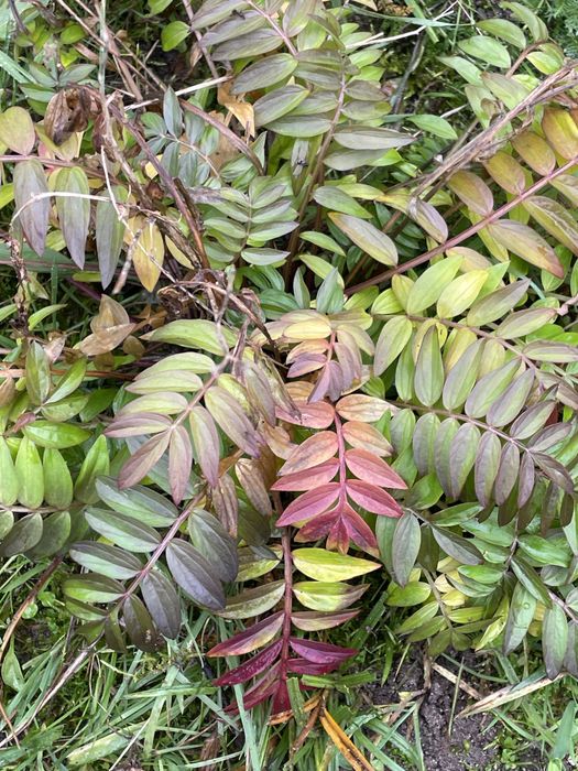 Wielosił,Miodunki byliny wieloletnie