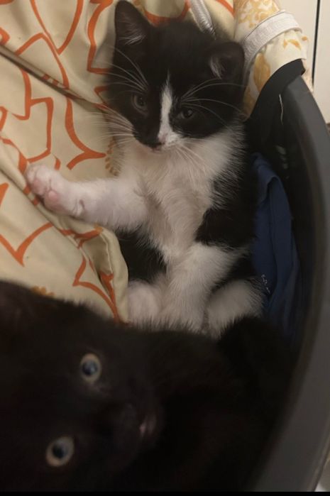 Młode koty szukają nowego domu