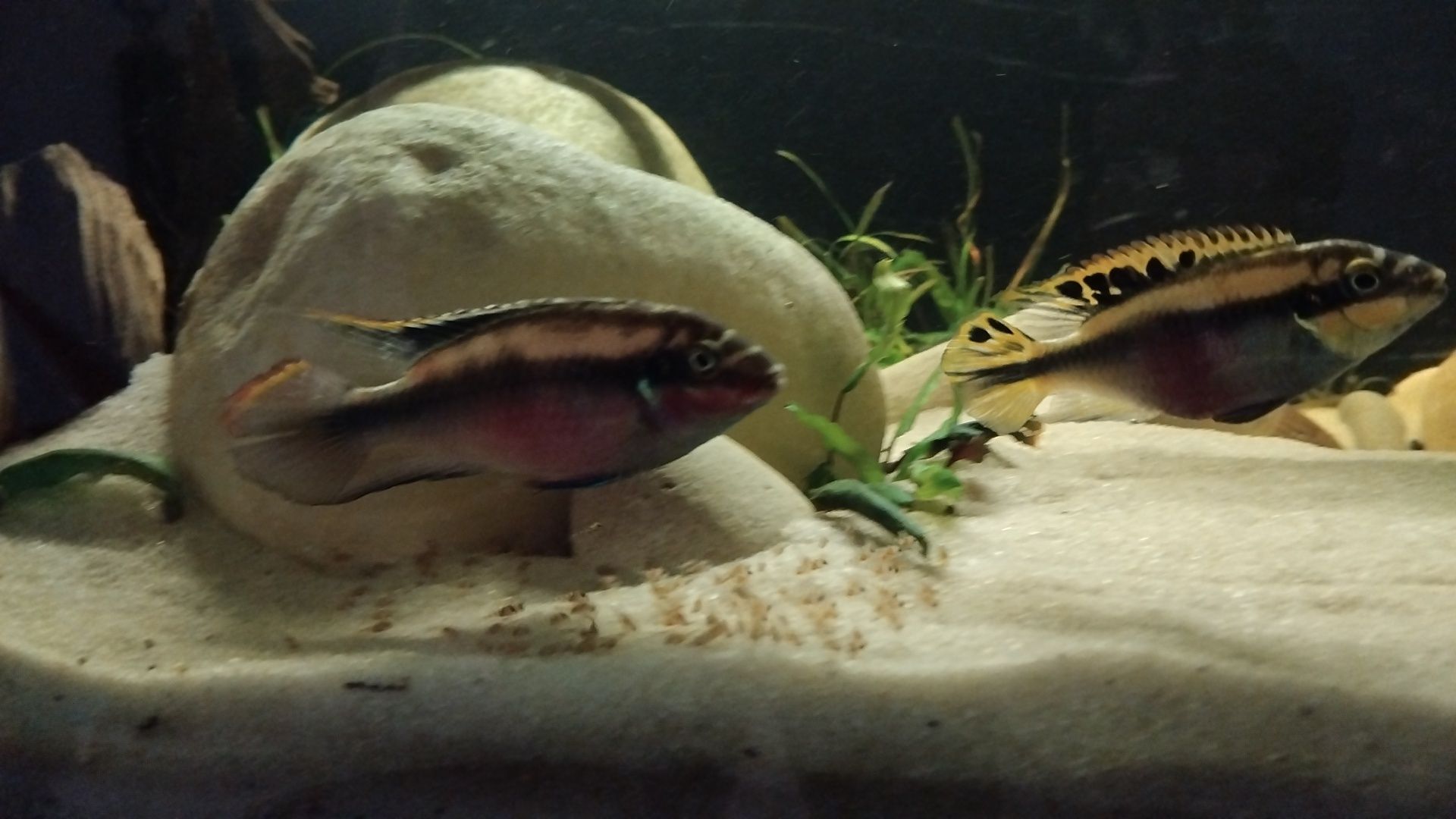 P Kribensis bebés