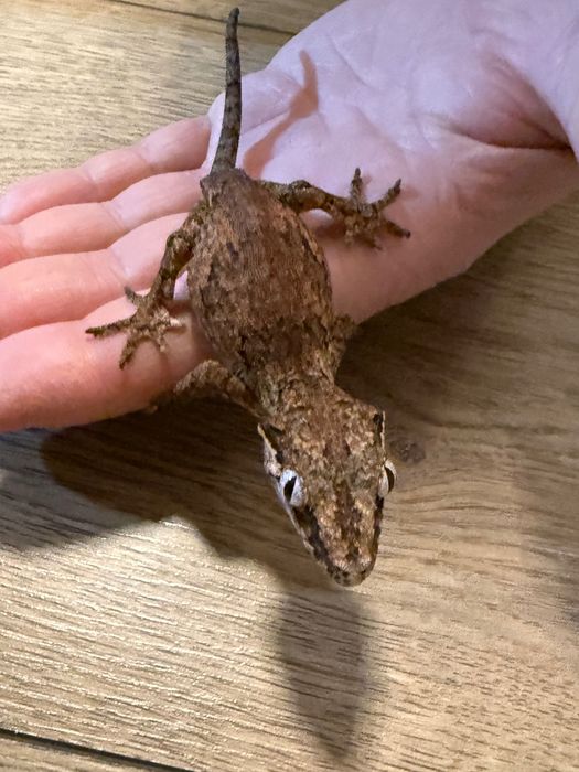 Sprzedam gekona gargulcowatego