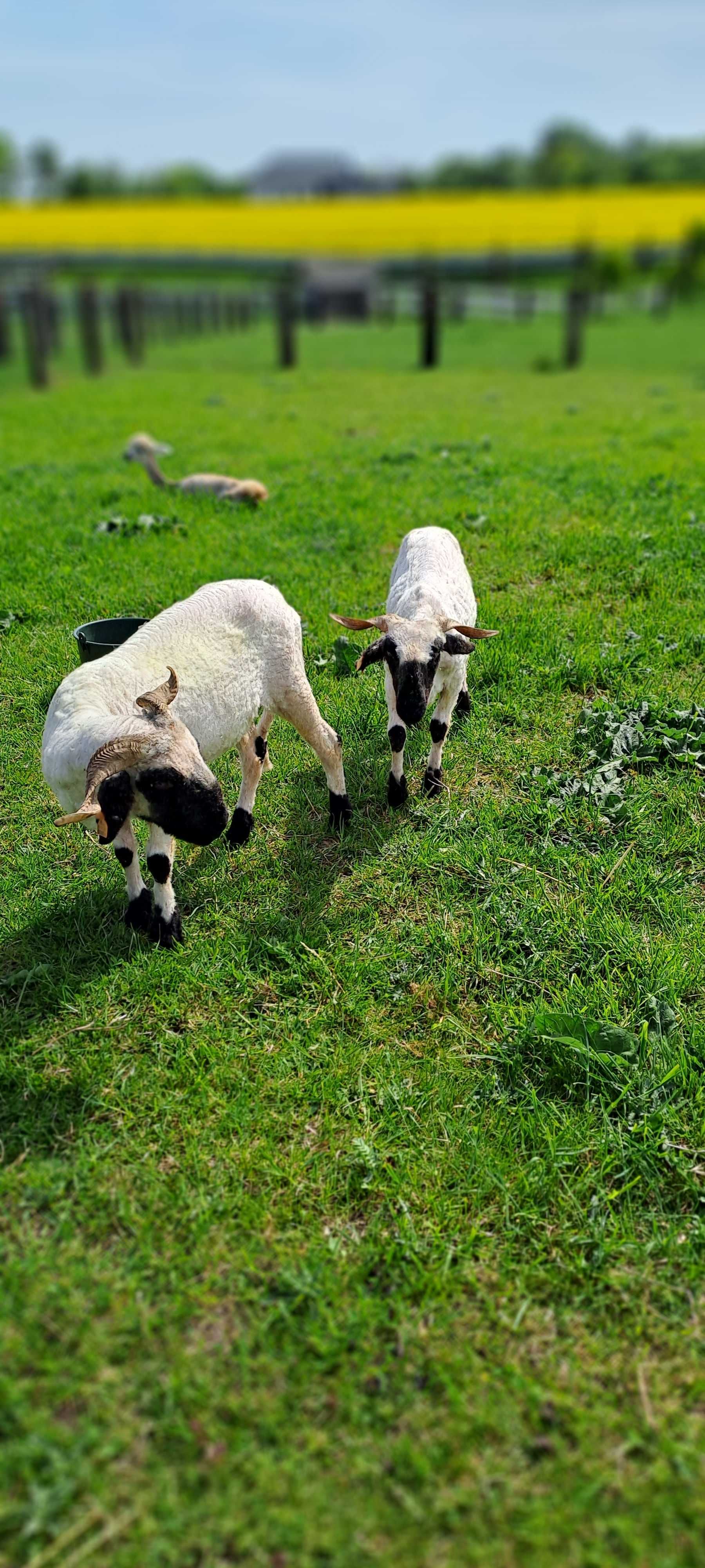 Owce walliserskie czarnonose