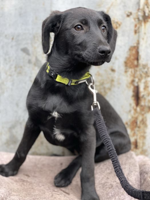 Щеночки в самые добрые руки