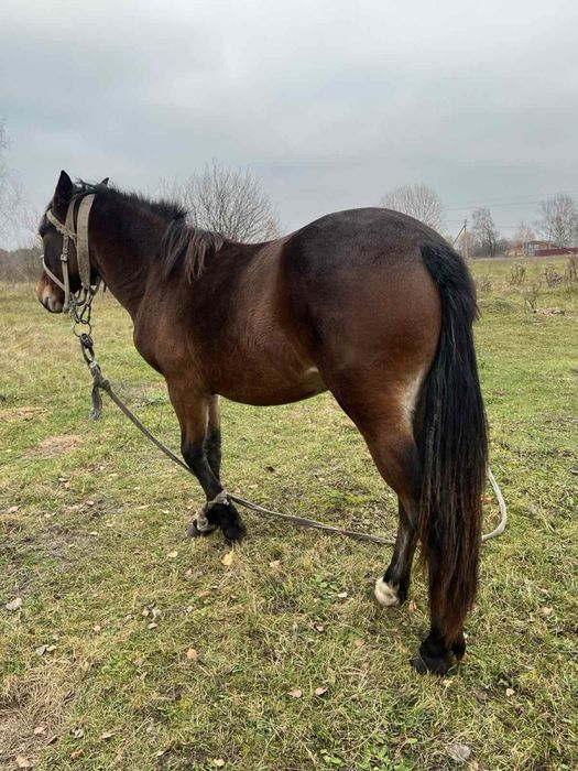 Продам лошицю півтора року