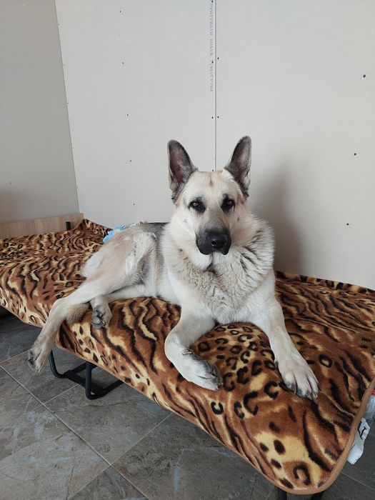 В'язка СЄВ східно-європейська вівчарка