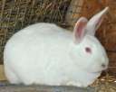 Продам кролики, кролі, крілики бройлерної породи термонська