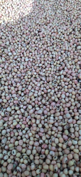 Насіння Сої ГМО середньостигла