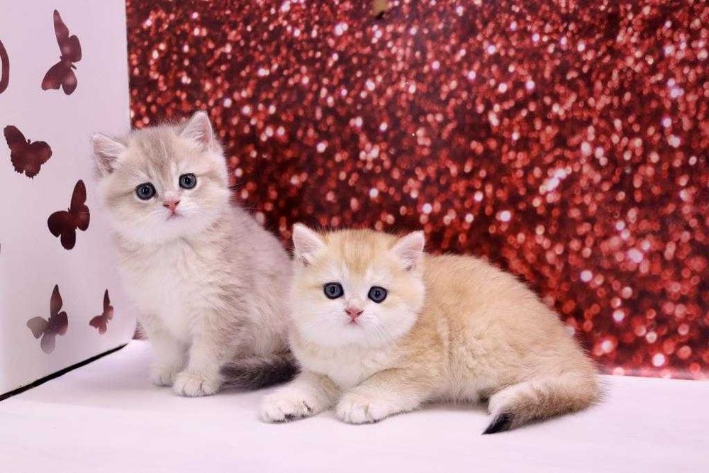 Розплідник пропонує до продажу британських кошеняток