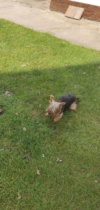 York piesek dwumiesięczny