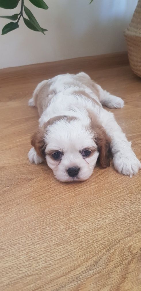 Cavalier King Charles Spaniel
