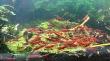 Envio Neocaridinas Red Fire