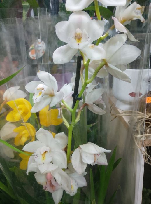 Цимбідіум,орхідеї