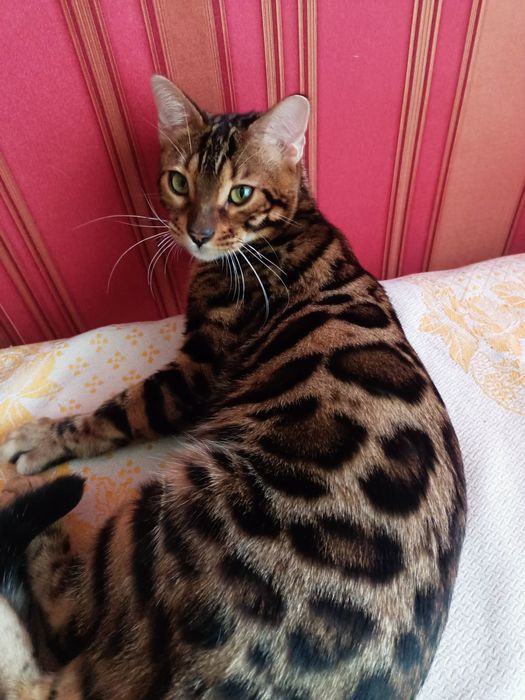 Вязка - опытный  бенгал