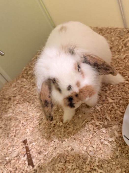 Królik miniaturka baranek