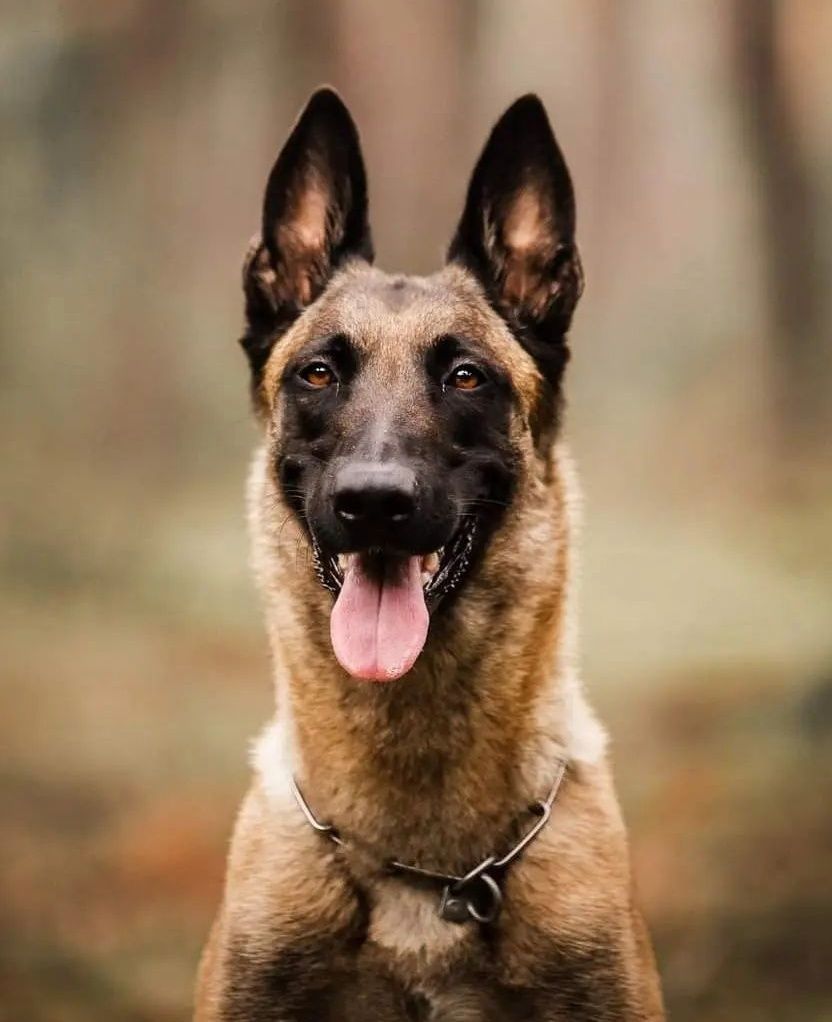 Zapowiedź miotu Owczarek Belgijski  Malinois FCI