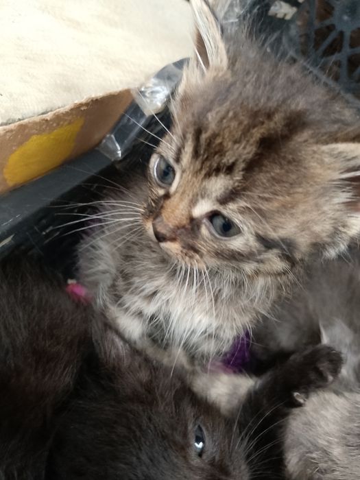 Відам кошенят в добрі руки