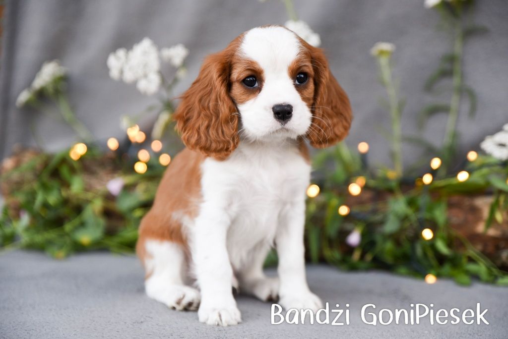 Cavalier King Charles Spaniel Blenheim