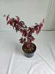 Klon palmowy bonsai ‘Bloodgood’ 45 cm donica 2L