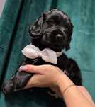 Wyjątkowy piesek Cocker Spaniel Angielski czarny rodowód