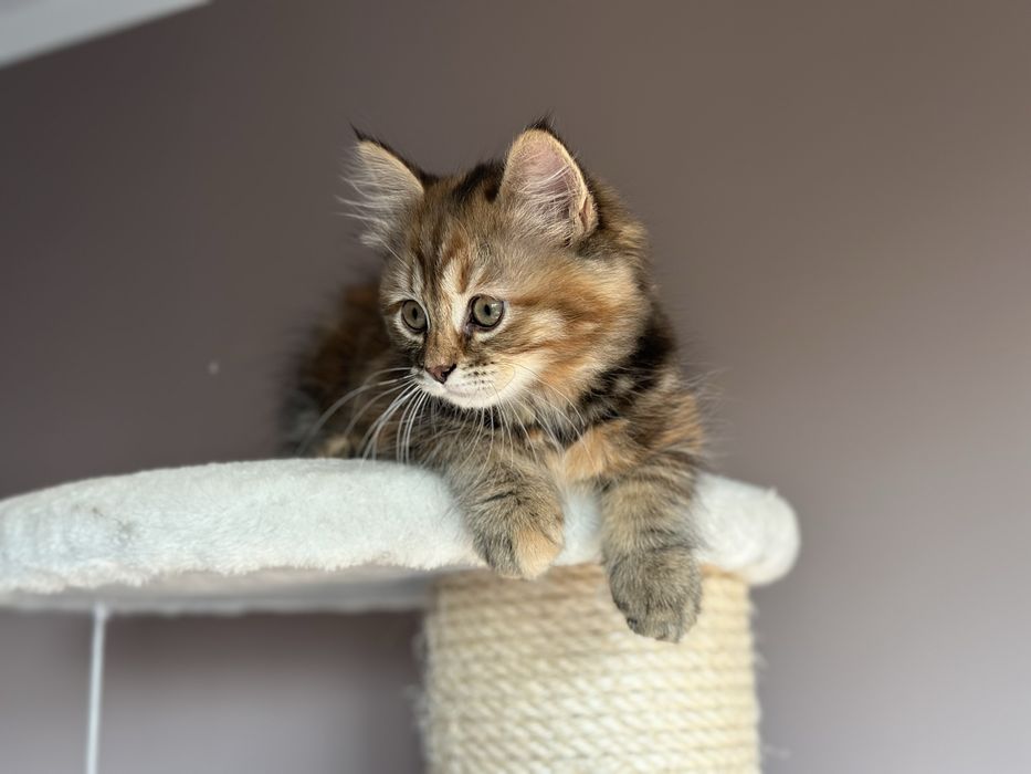 Piękna Kotka Syberyjska AURORA SeverynKa*PL