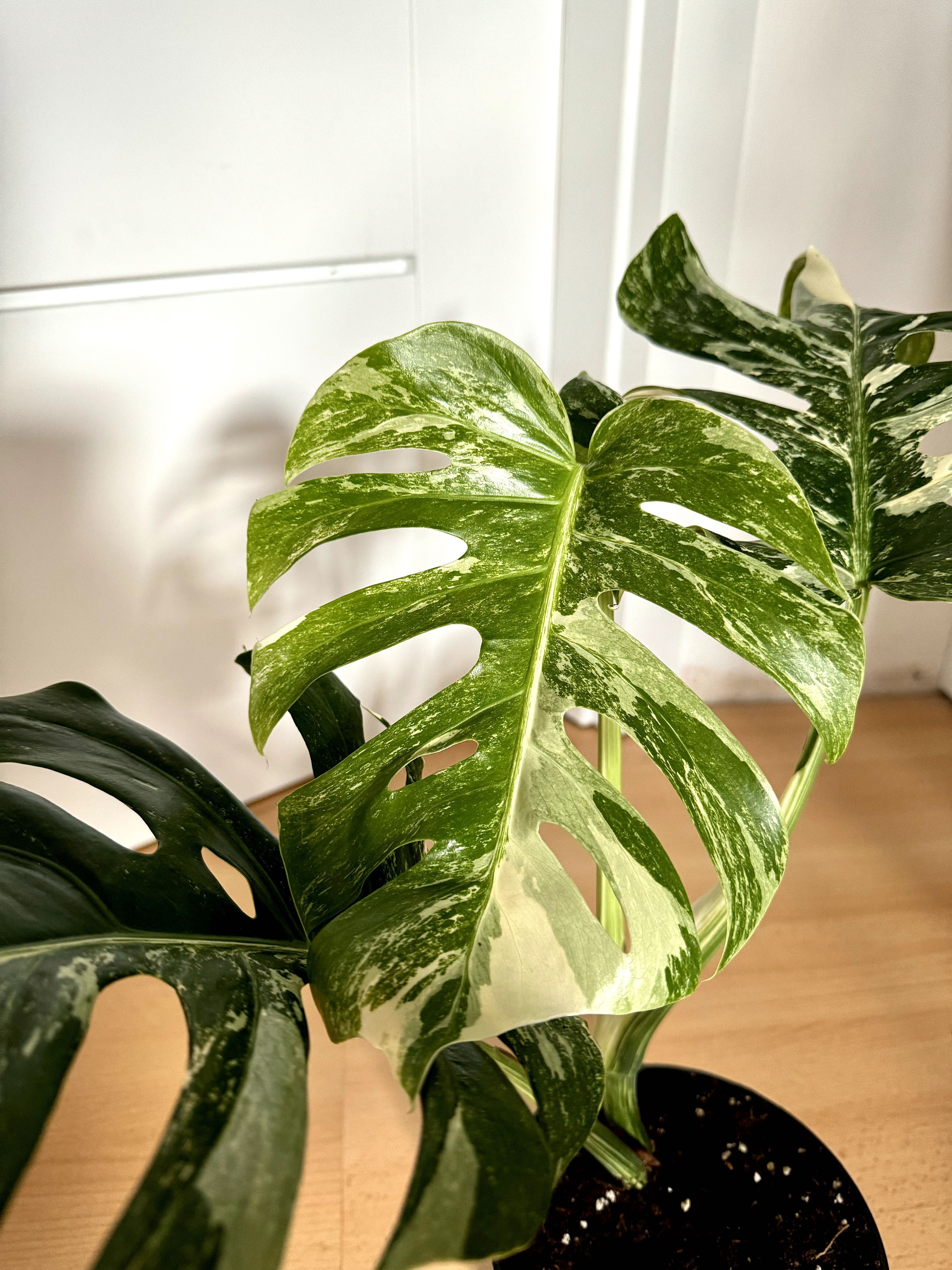 Monstera Variegata