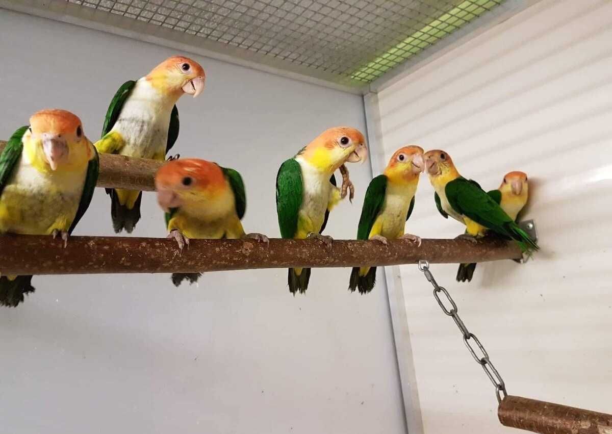 Чарівні папуги Каїк