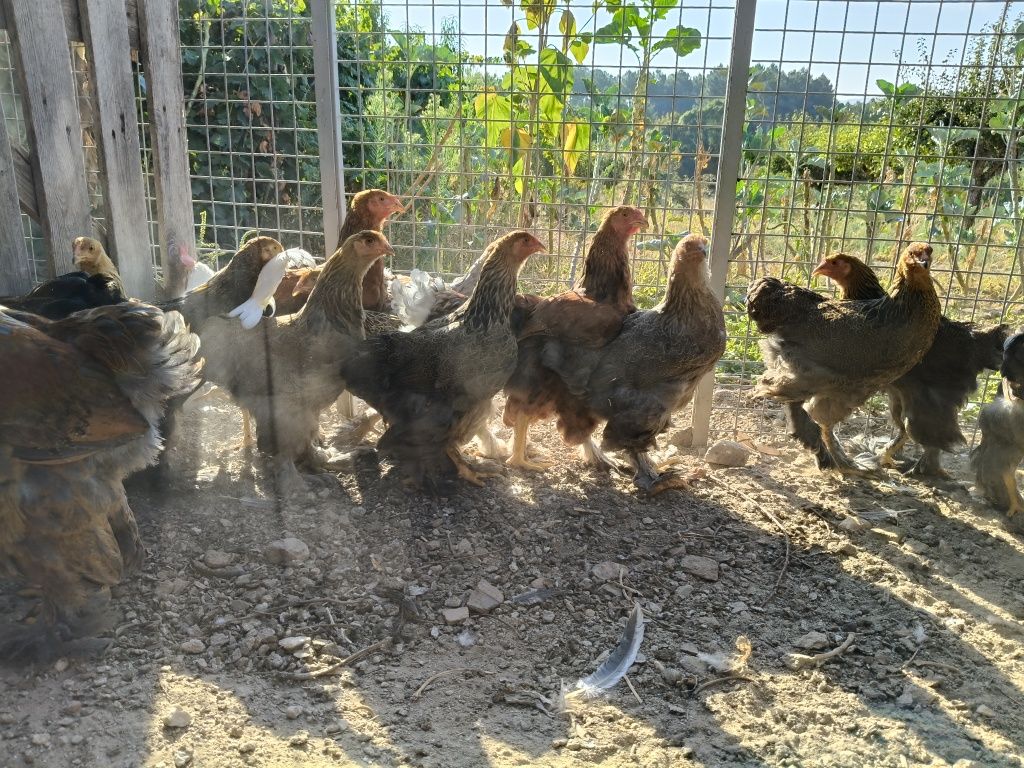 Brahmas várias cores