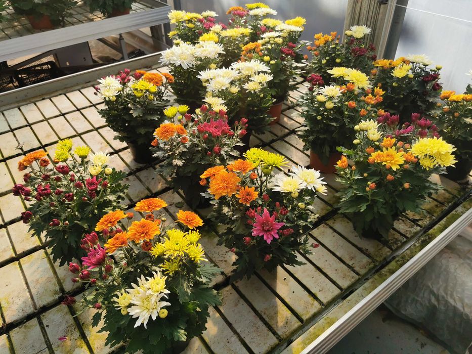 Chryzantemy chryzantema kule drobnokwiatowe kopka PRODUCENT HURT detal