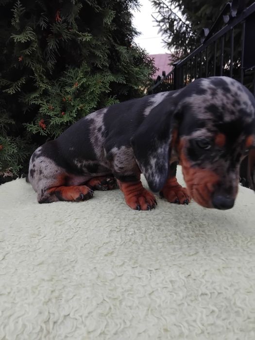 Suczka jamnik miniaturowy merle