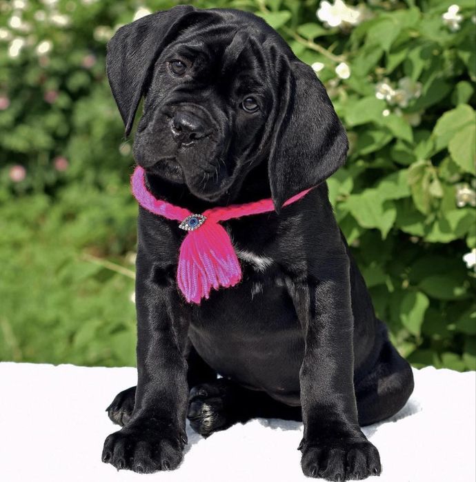 Крутезні щеночки-Cane corso