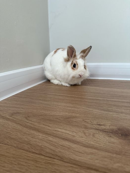 Oddam krolika miniaturke 7 miesiecznego