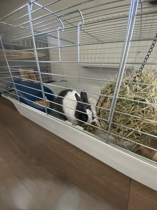 Królik samiec plus klatka