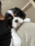 Cavalier king charles spaniel
