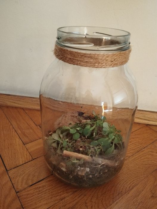 Słój na kompozycję roślinnną  wys.25 cm