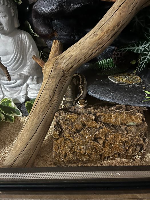 Terrarium z lokatorem