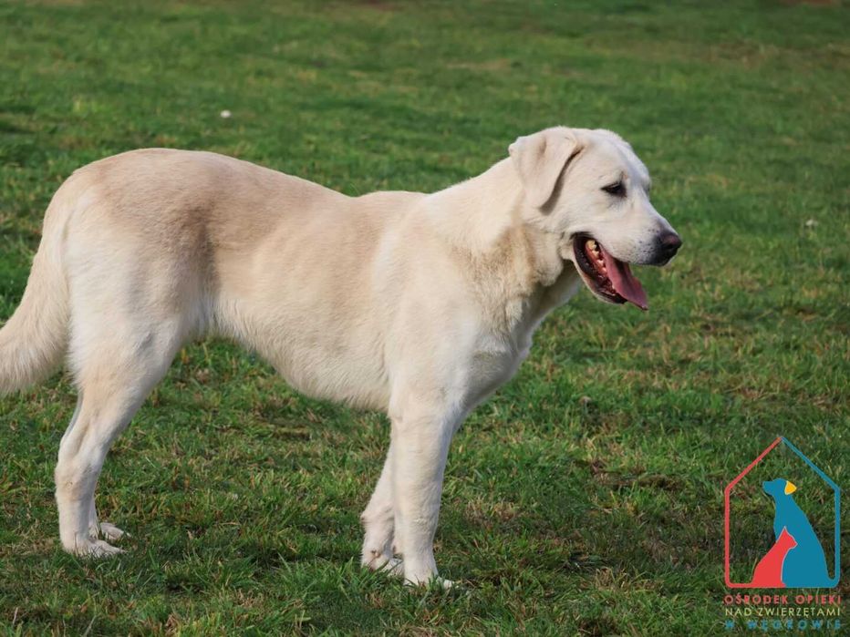 Sunia Junga szuka domu!