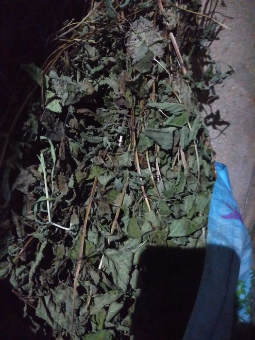 Cidreira seca (planta)