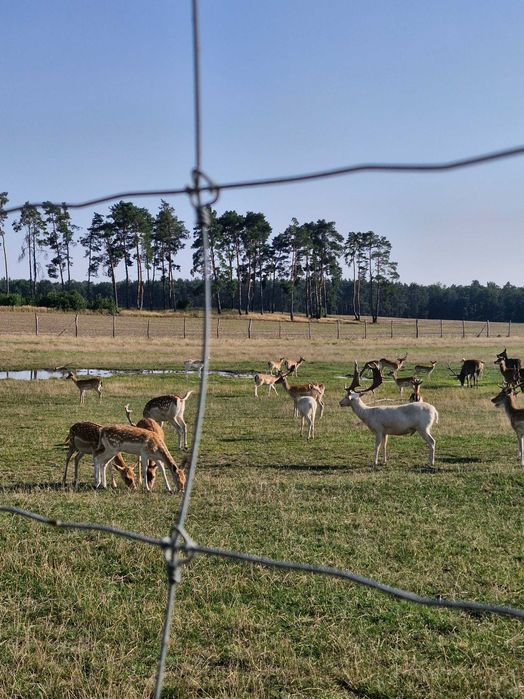 Sprzedam jelenie , daniele