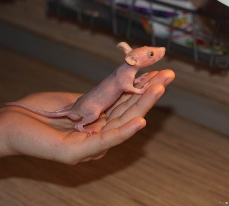 Акція. Елітні ручні щурики для алергіків.